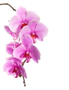 Orchidée violette - couleur de l'année 2014.